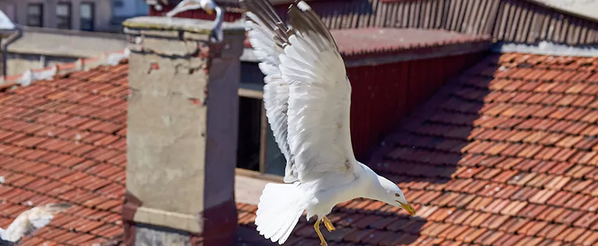 Residential Chimney Animal Removal Solution in San Fernando, CA