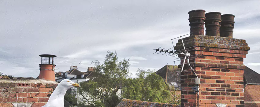 Chimney Cleaning And Restoration in San Fernando, California